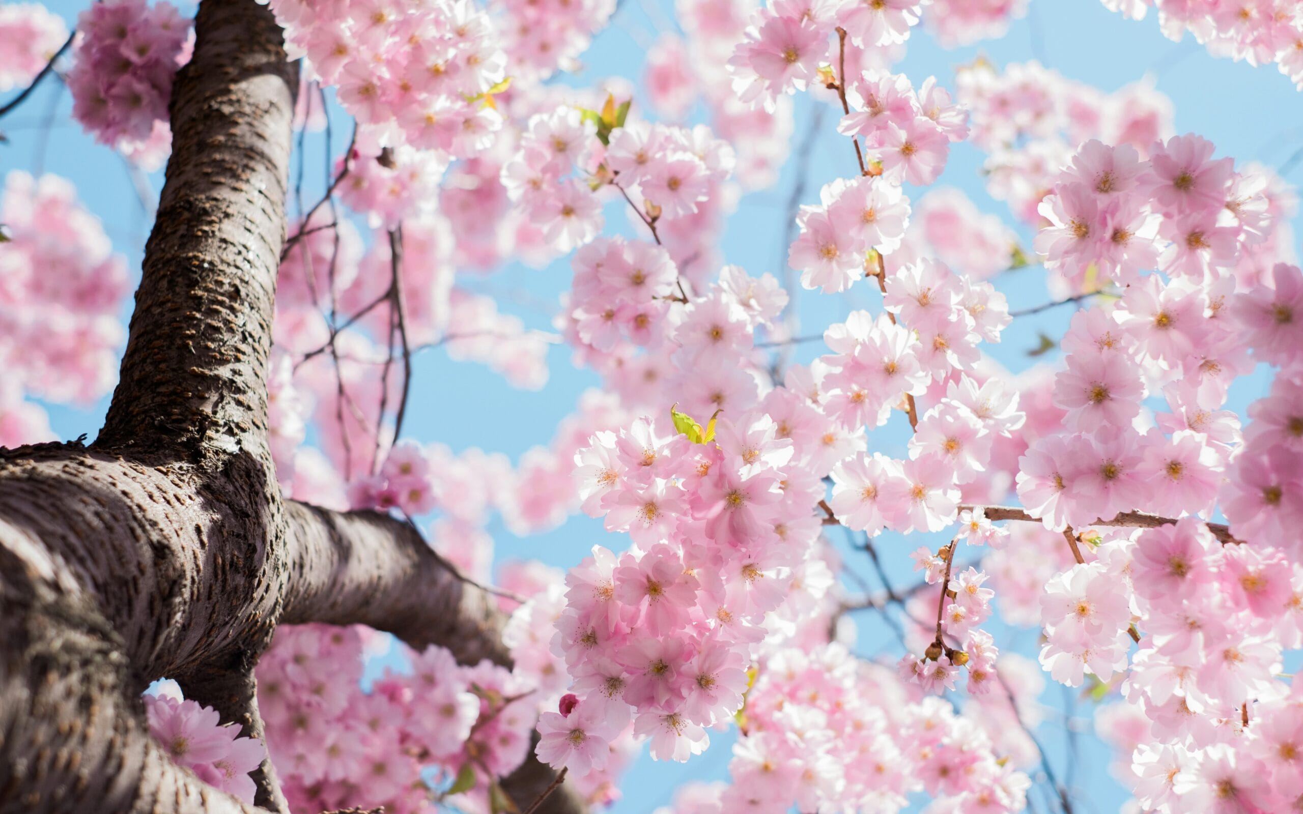 Vivaldi De Lente door Divertimento