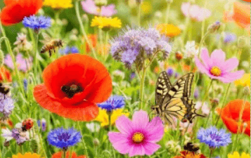 Divertimento - Zomer